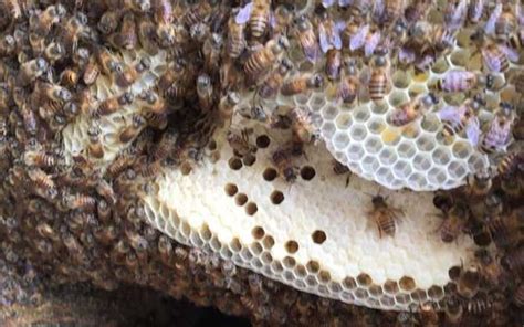 上排門牙突出 蜜蜂在家裡築巢